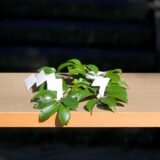 土地家屋の清祓い